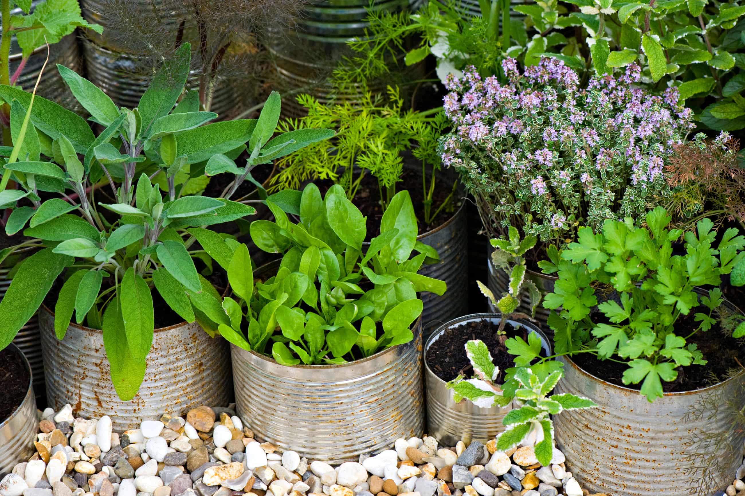 قفسه گیاهان دارویی-باغچه گیاهان یا جعبه کمک‌های اولیه