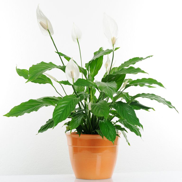 10 گیاه تمیزکننده هوا-گل برگ‌قاشقی