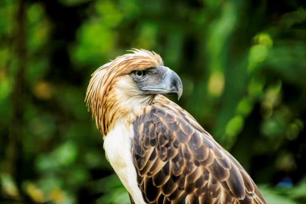 پرندگان ملی کشورهای مختلف - 39. فیلیپین - عقاب فیلیپینی