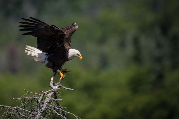 پرندگان ملی کشورهای مختلف - 5. ایالات متحده آمریکا - عقاب سرسفید (عقاب گر)