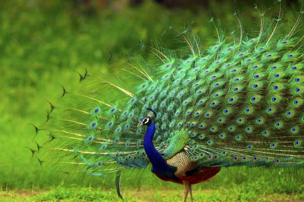 59. هندوستان - طاووس هندی