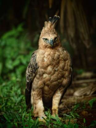 پرندگان ملی کشورهای مختلف - 9. اندونزی - قوش-عقاب
